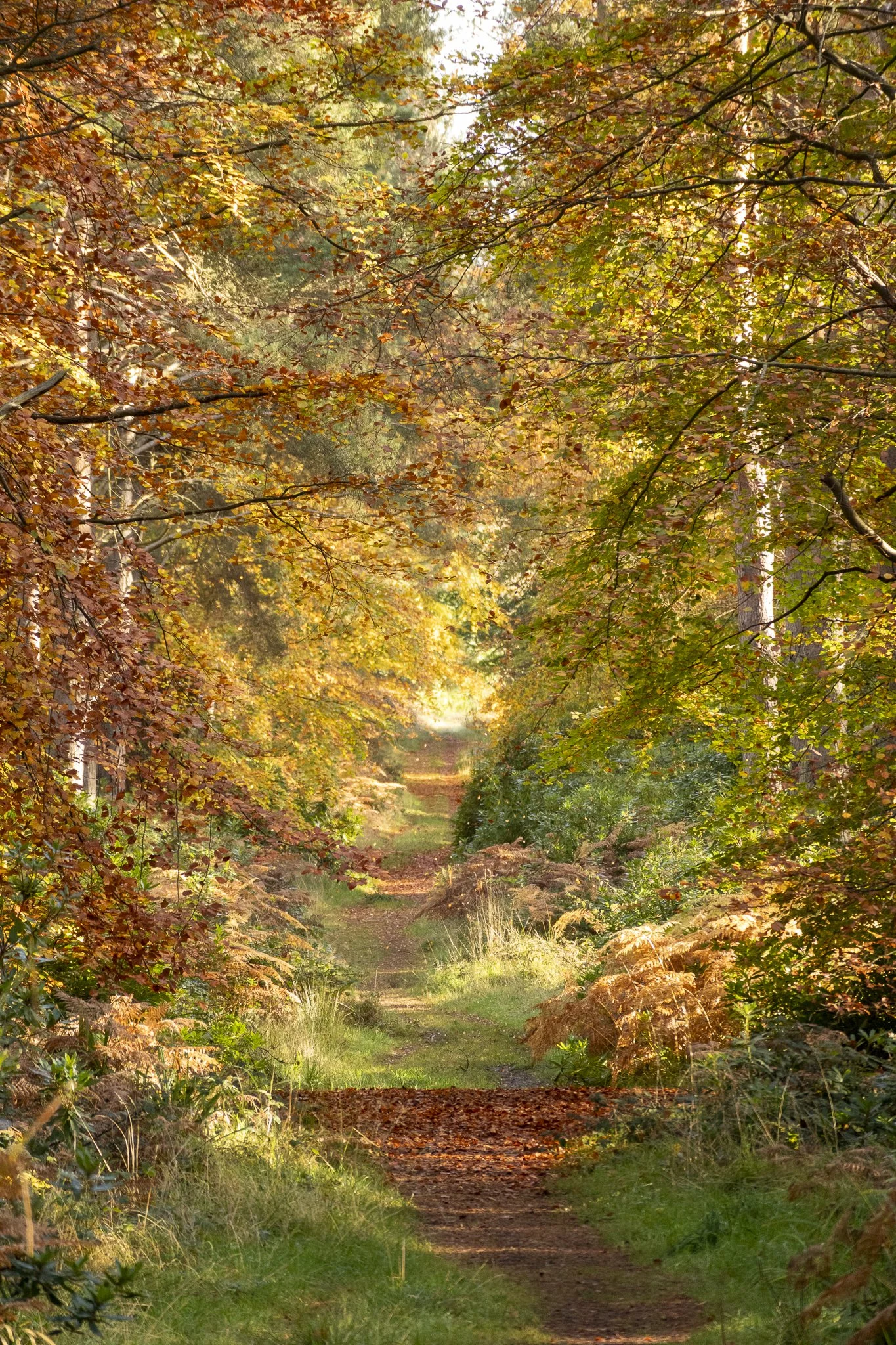 Binning Wood Oct 24_85.jpg