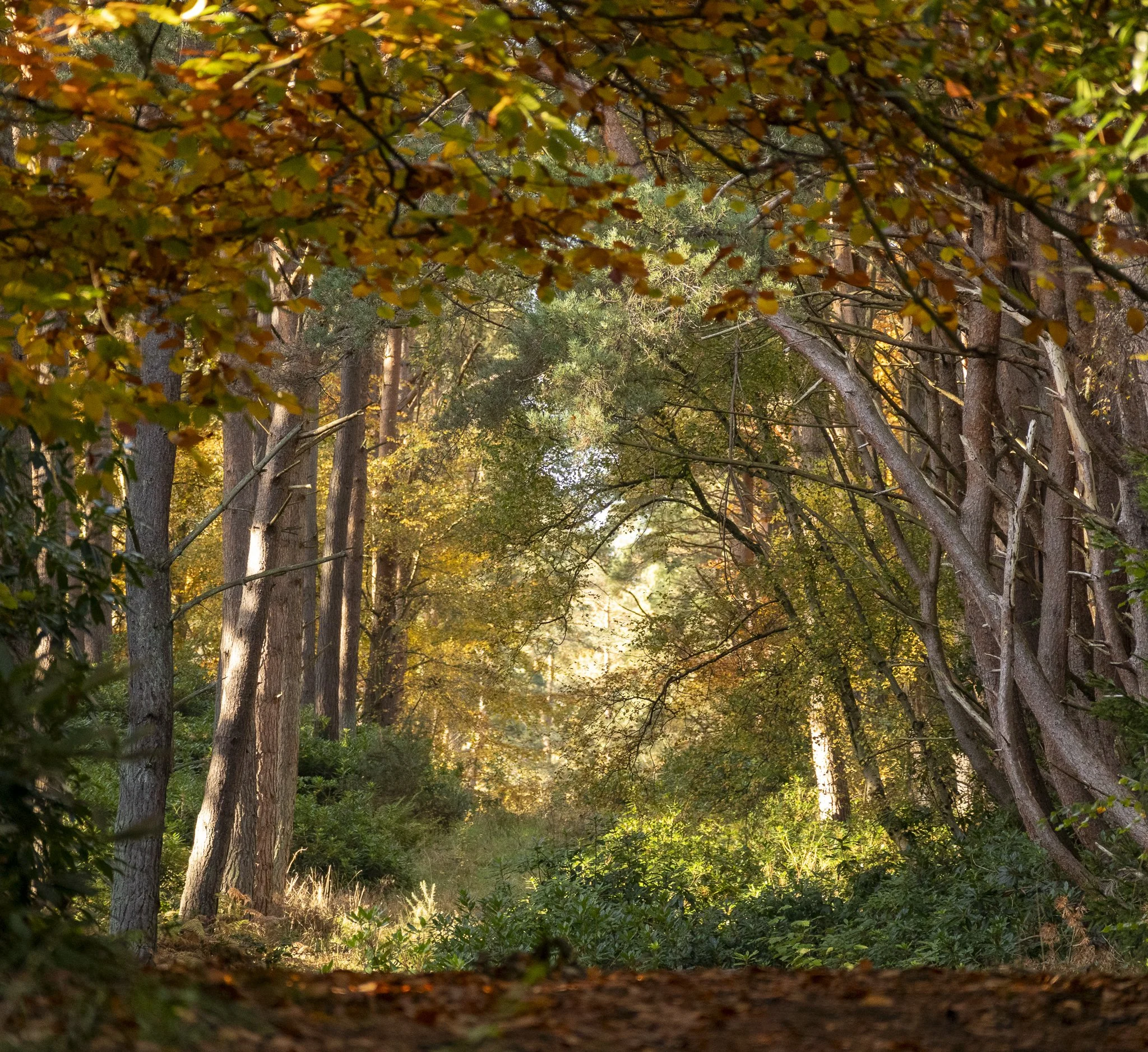 Binning Wood Oct 24_69.jpg