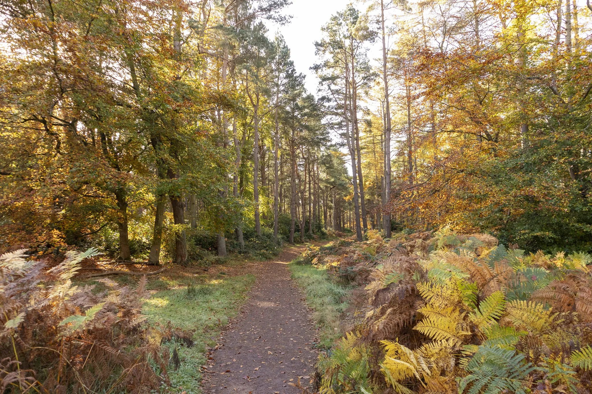 Binning Wood Oct 24_93.jpg