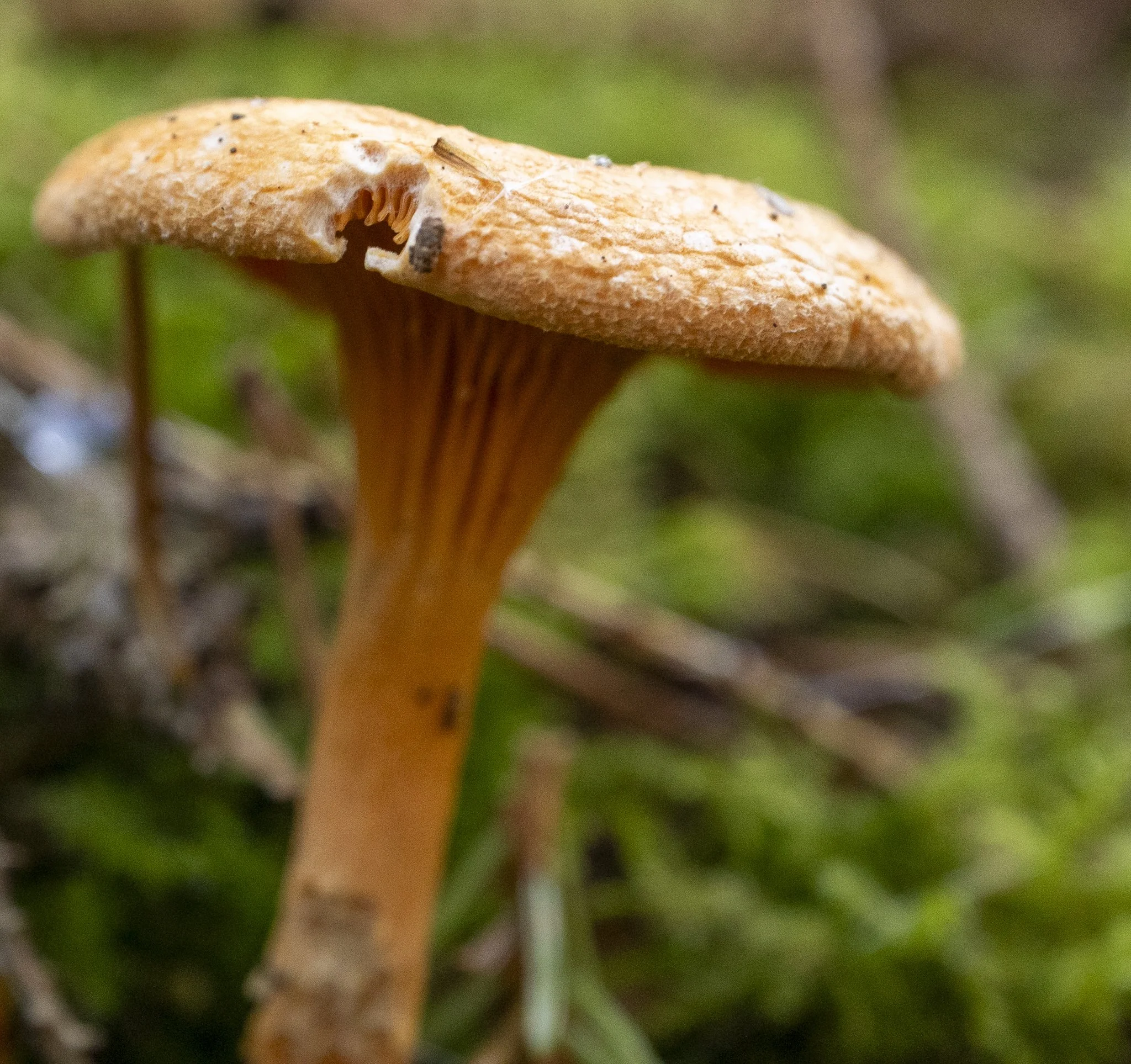 Binning Wood Oct 24_48.jpg