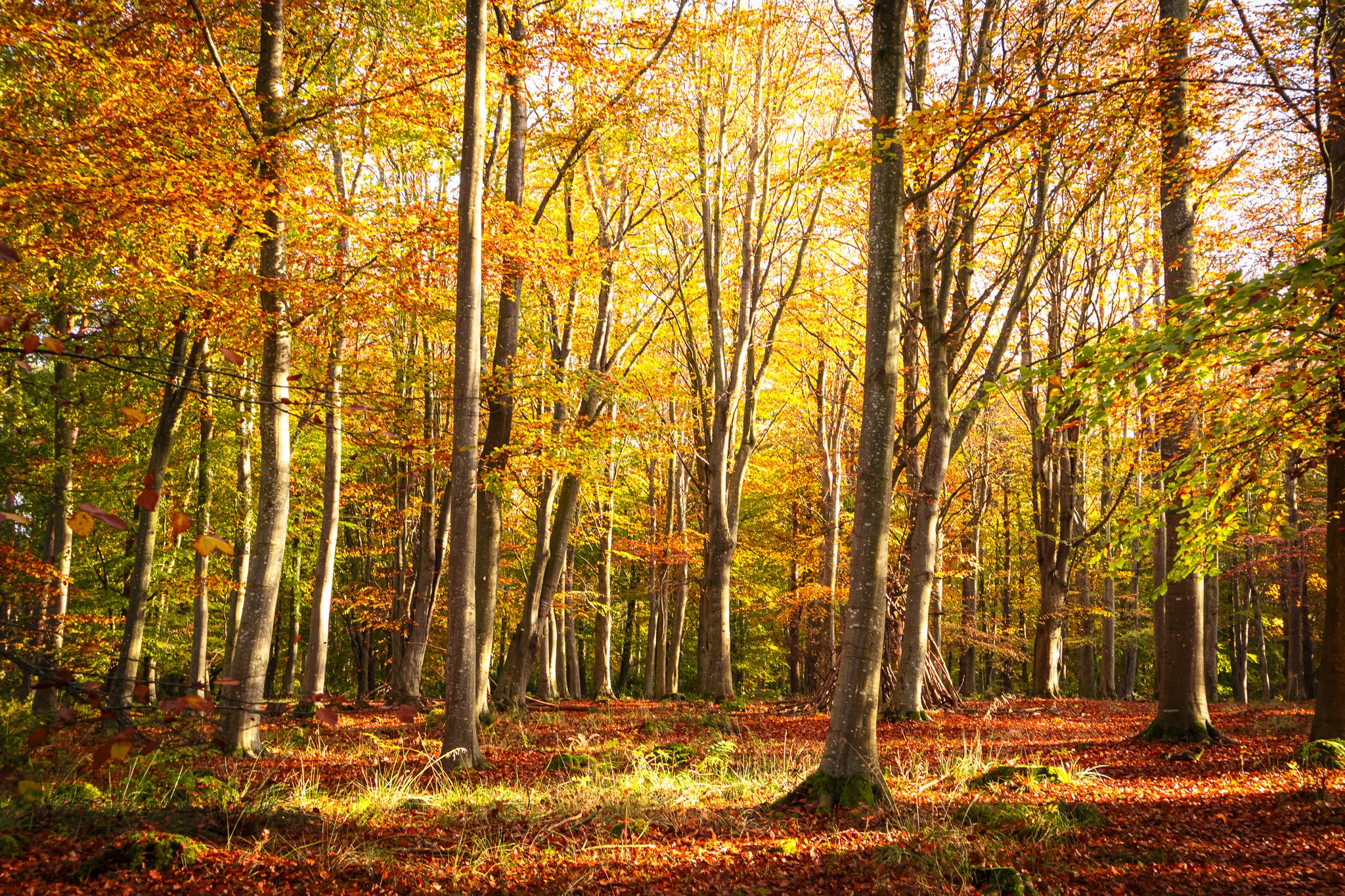 Binning Wood