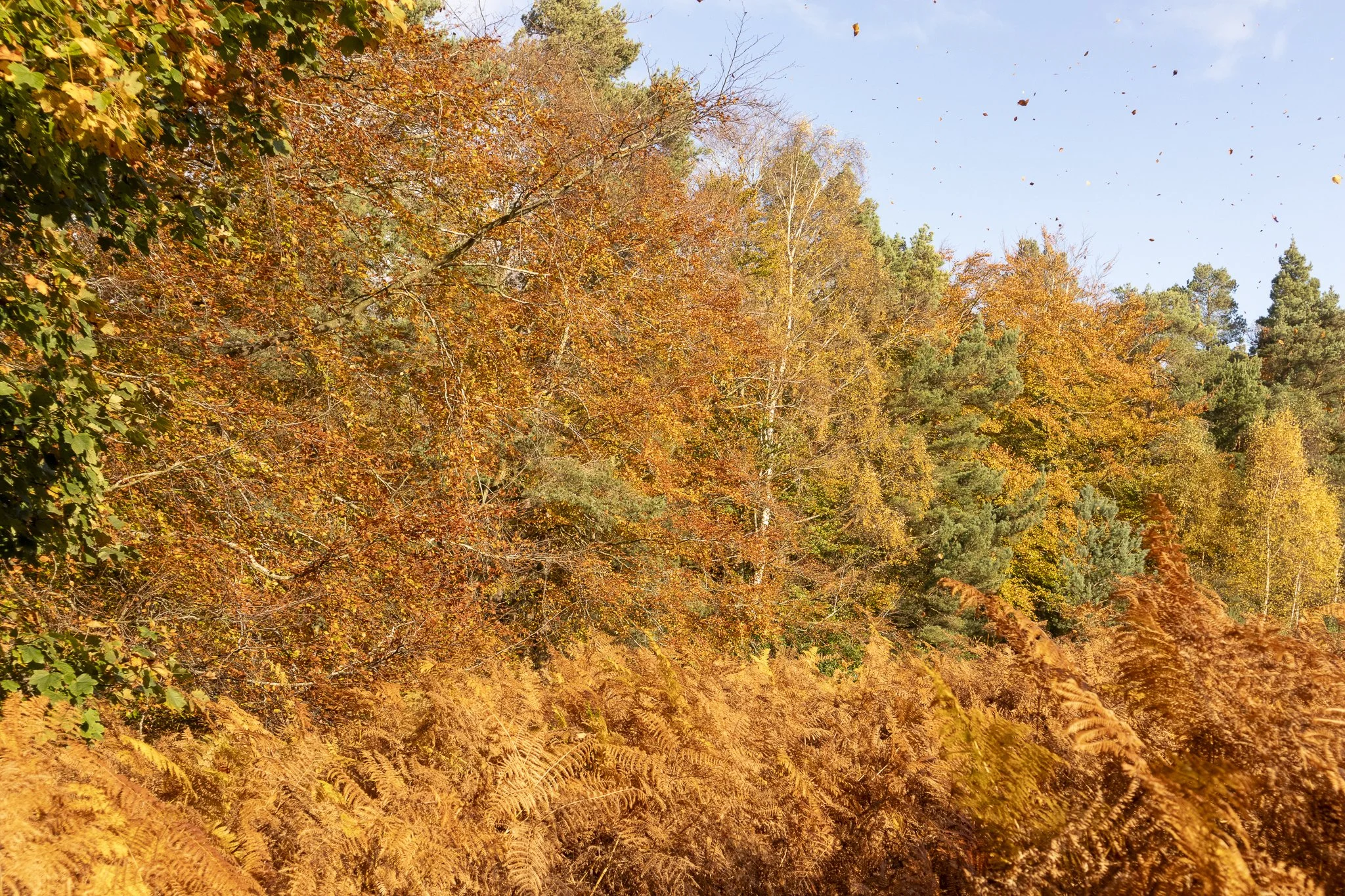 Binning Wood Oct 24_123.jpg