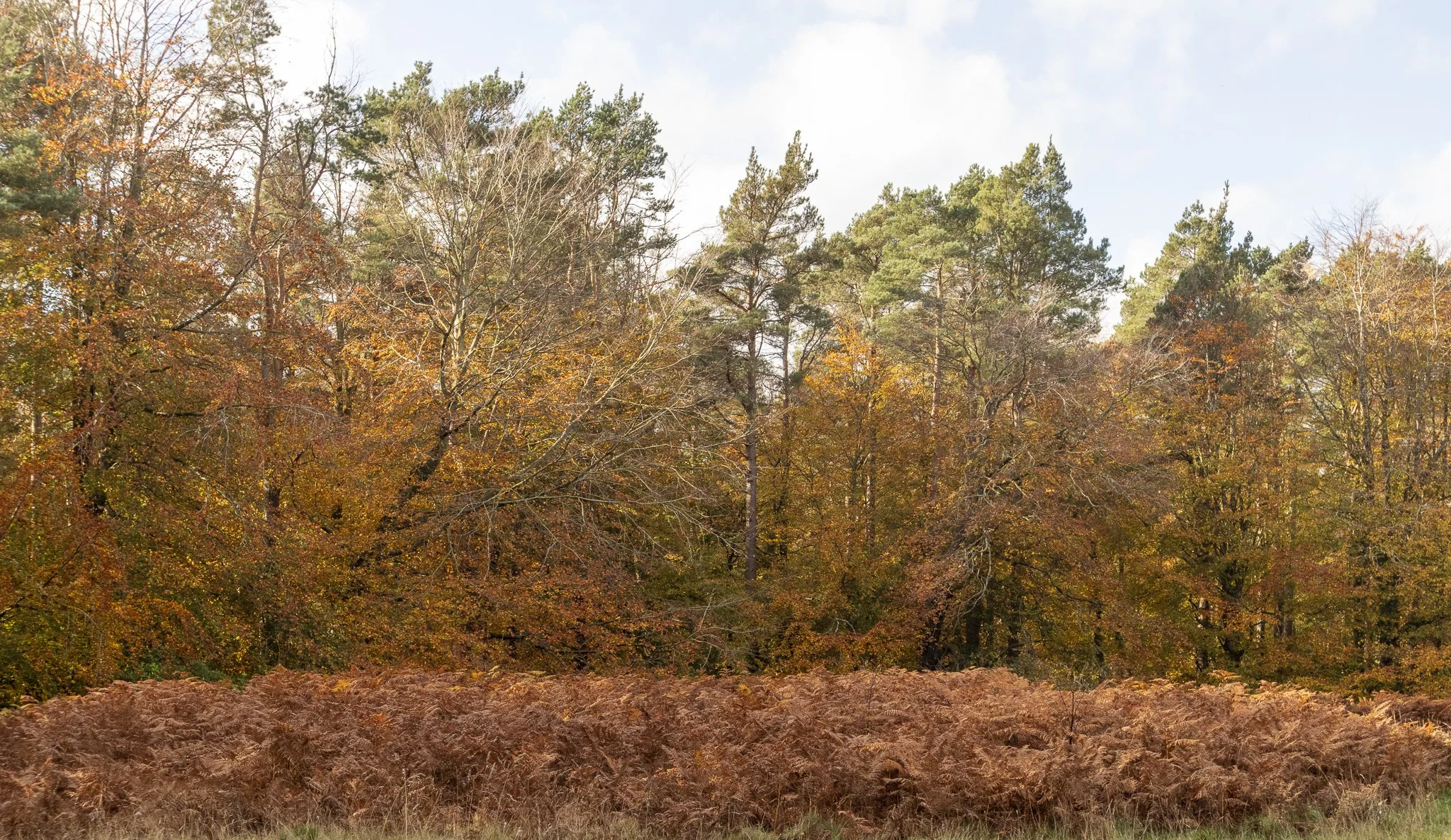Binning Wood Oct 24_135.jpg