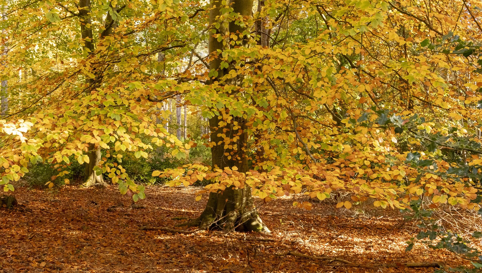 Binning Wood Oct 24_148.jpg