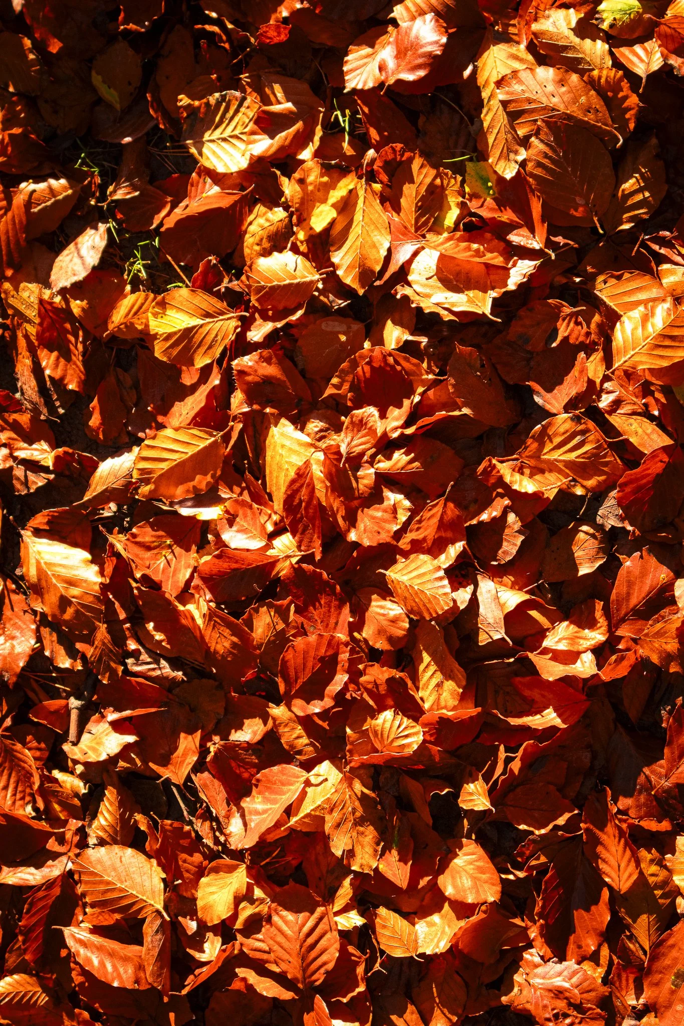 Binning Wood Oct 24_18.jpg