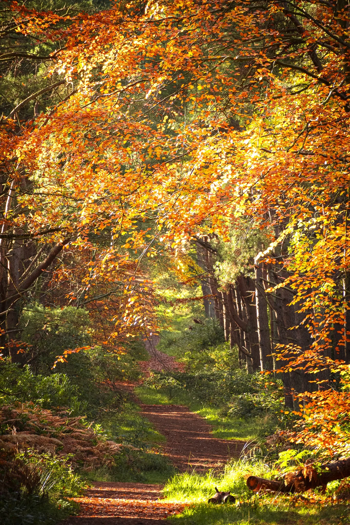 Binning Wood Oct 24_79.jpg