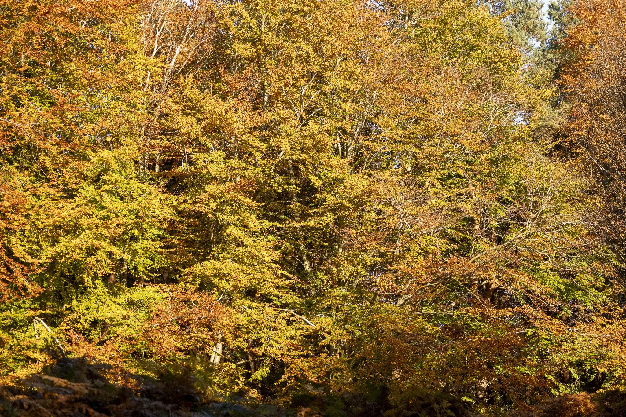 Binning Wood Oct 24_86.jpg
