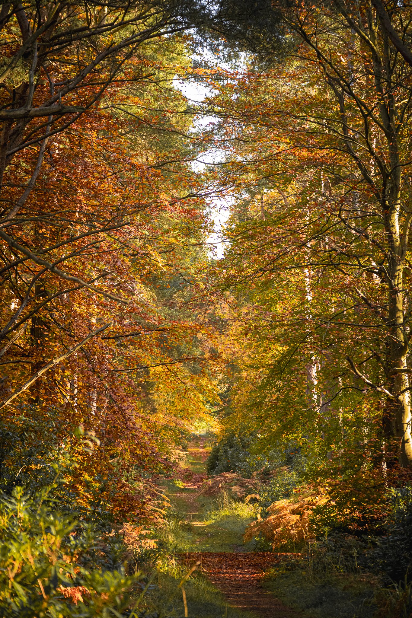 Binning Wood Oct 24_82.jpg
