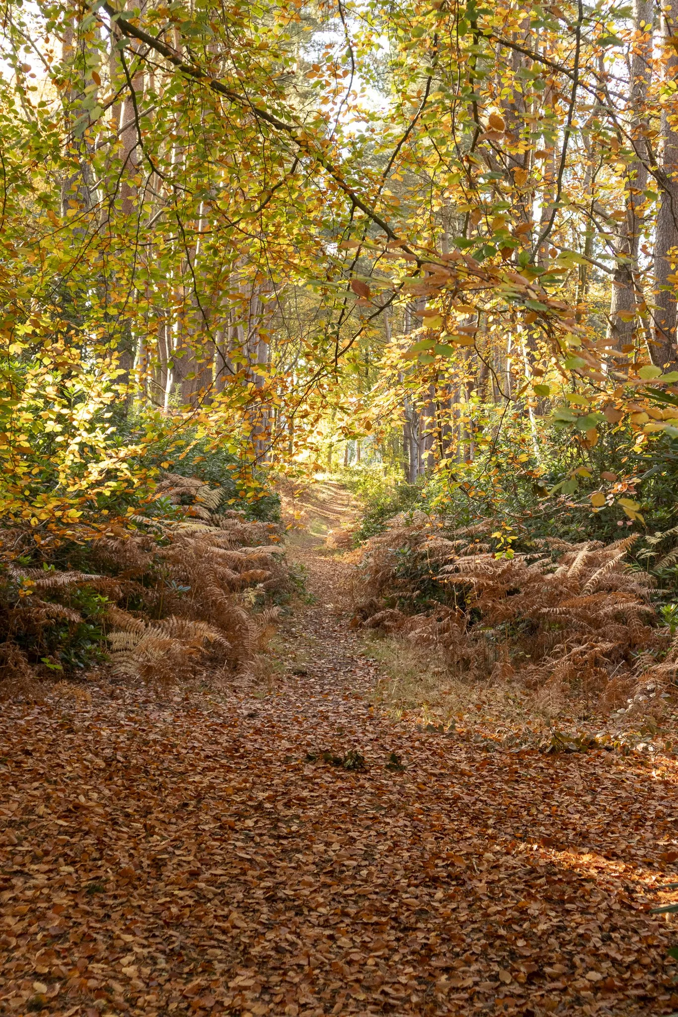 Binning Wood Oct 24_142.jpg