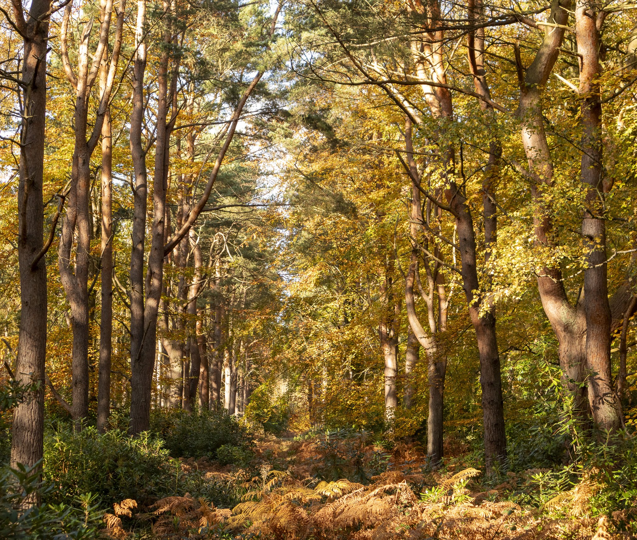 Binning Wood Oct 24_145.jpg