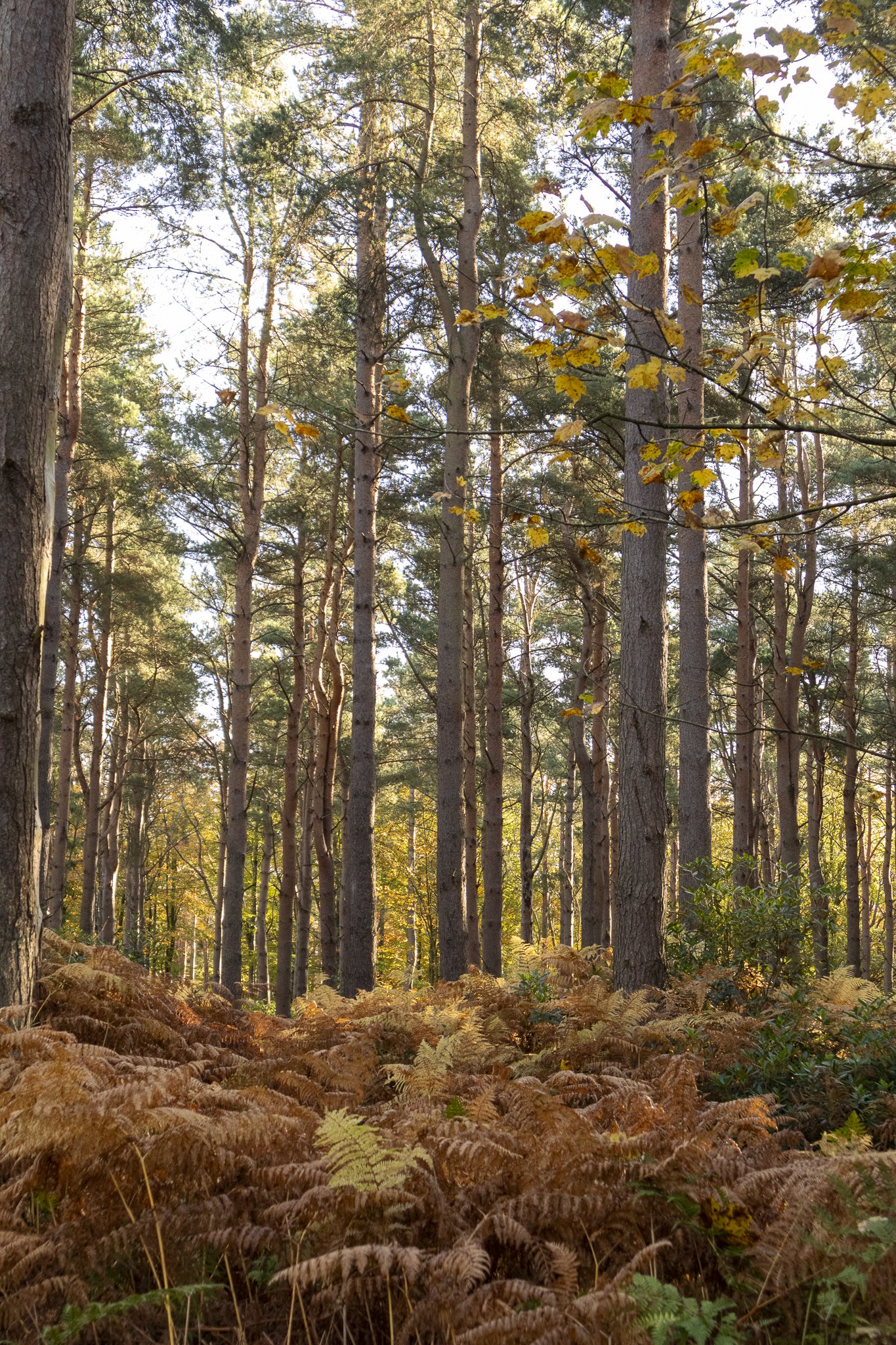 Binning Wood Oct 24_39.jpg
