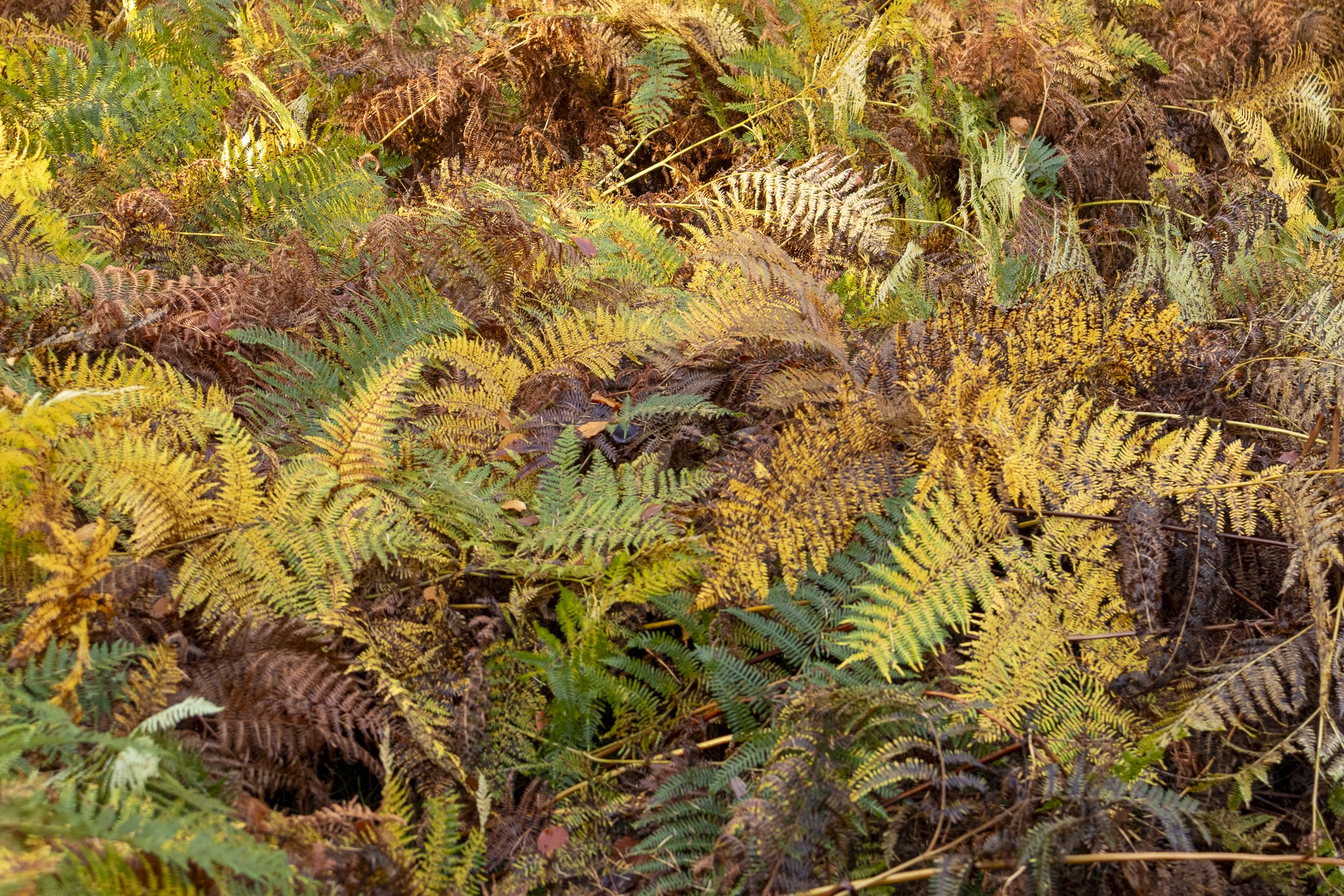 Binning Wood Oct 24_97.jpg