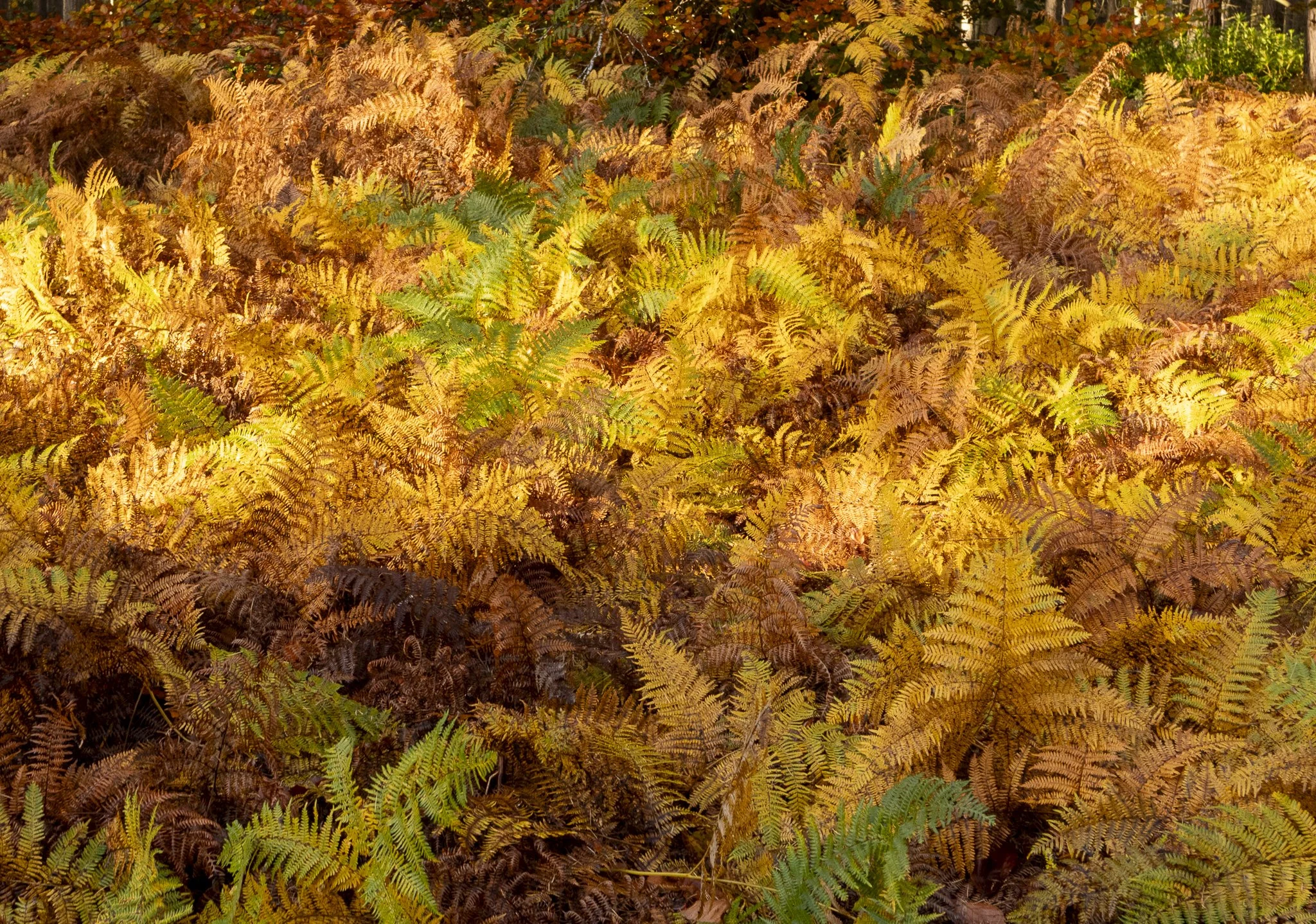 Binning Wood Oct 24_103.jpg