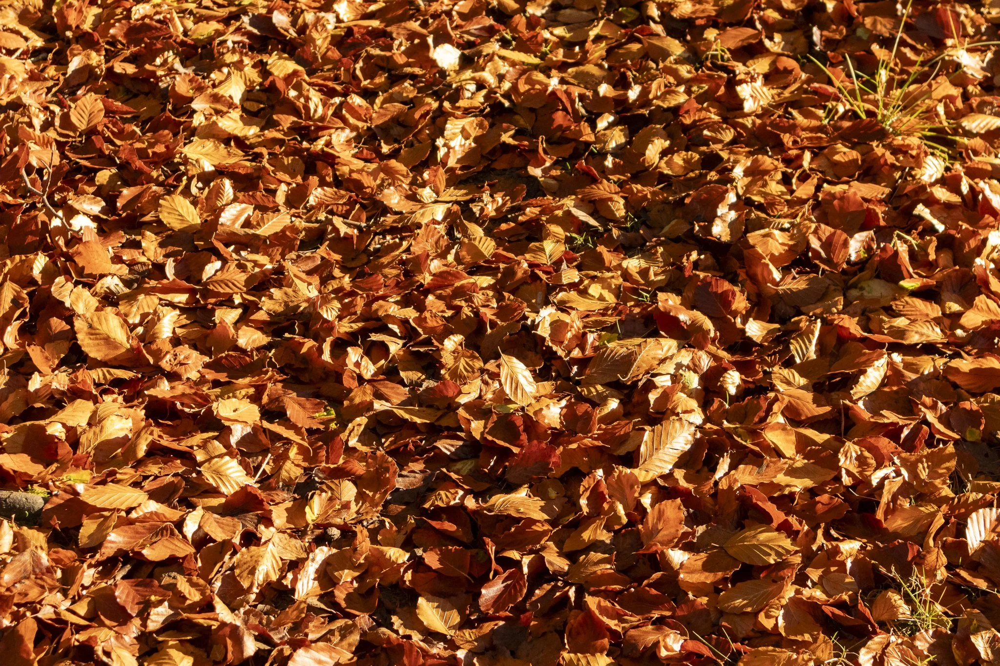 Binning Wood Oct 24_16.jpg