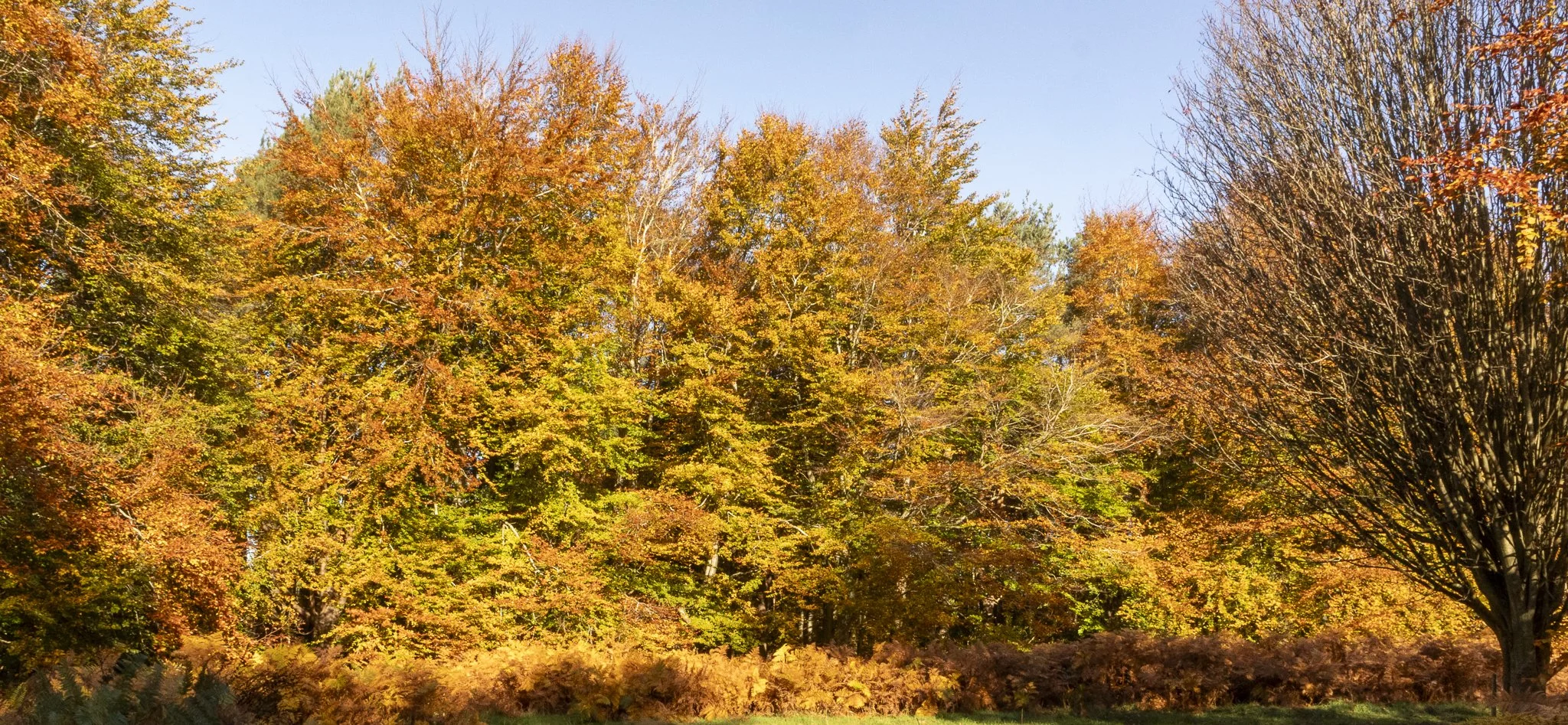 Binning Wood Oct 24_99.jpg