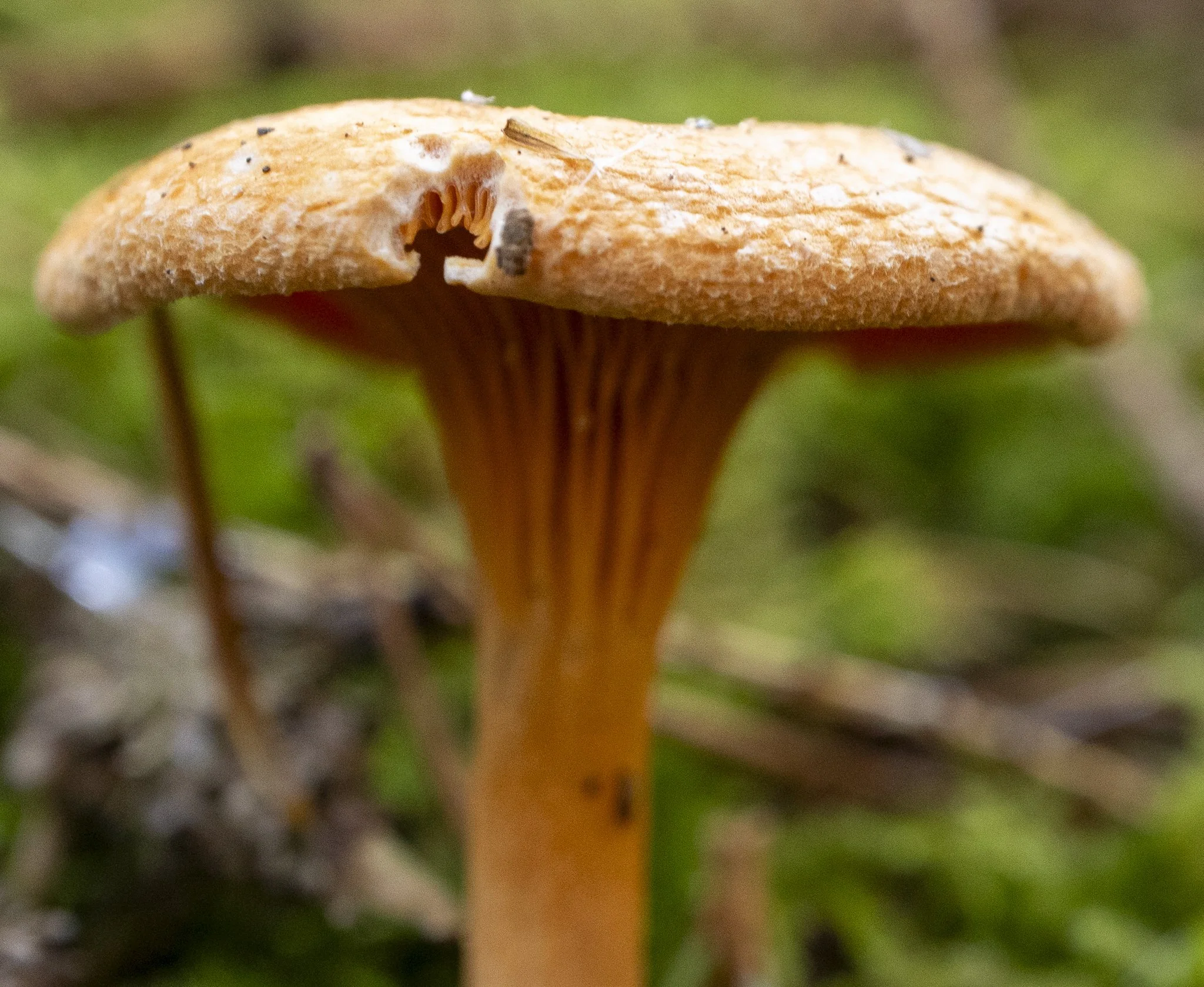 Binning Wood Oct 24_51.jpg
