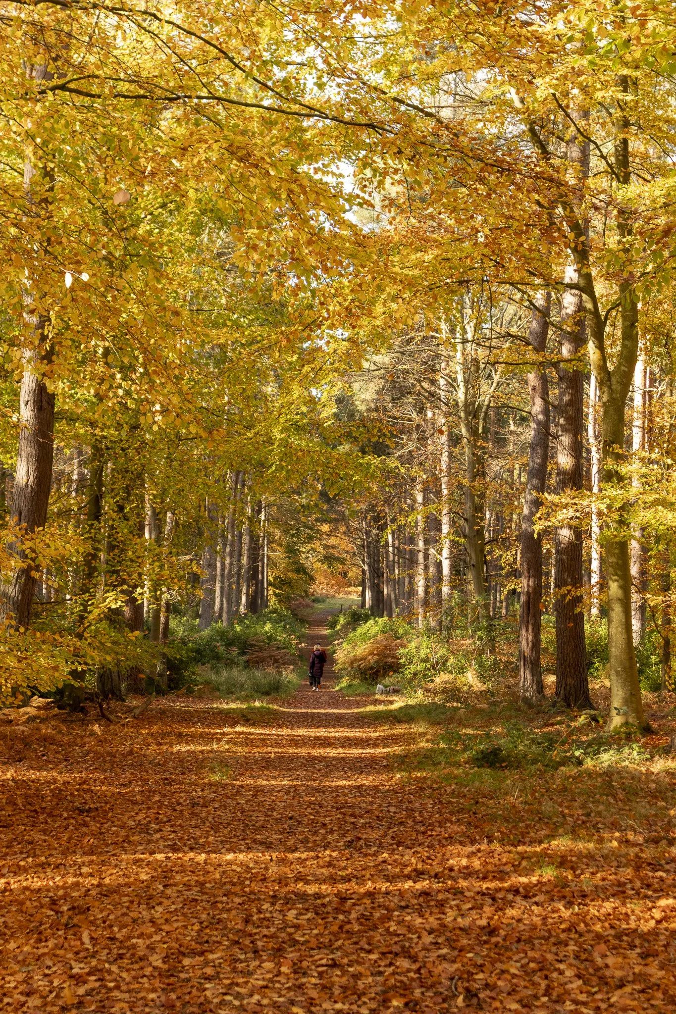 Binning Wood Oct 24_122.jpg