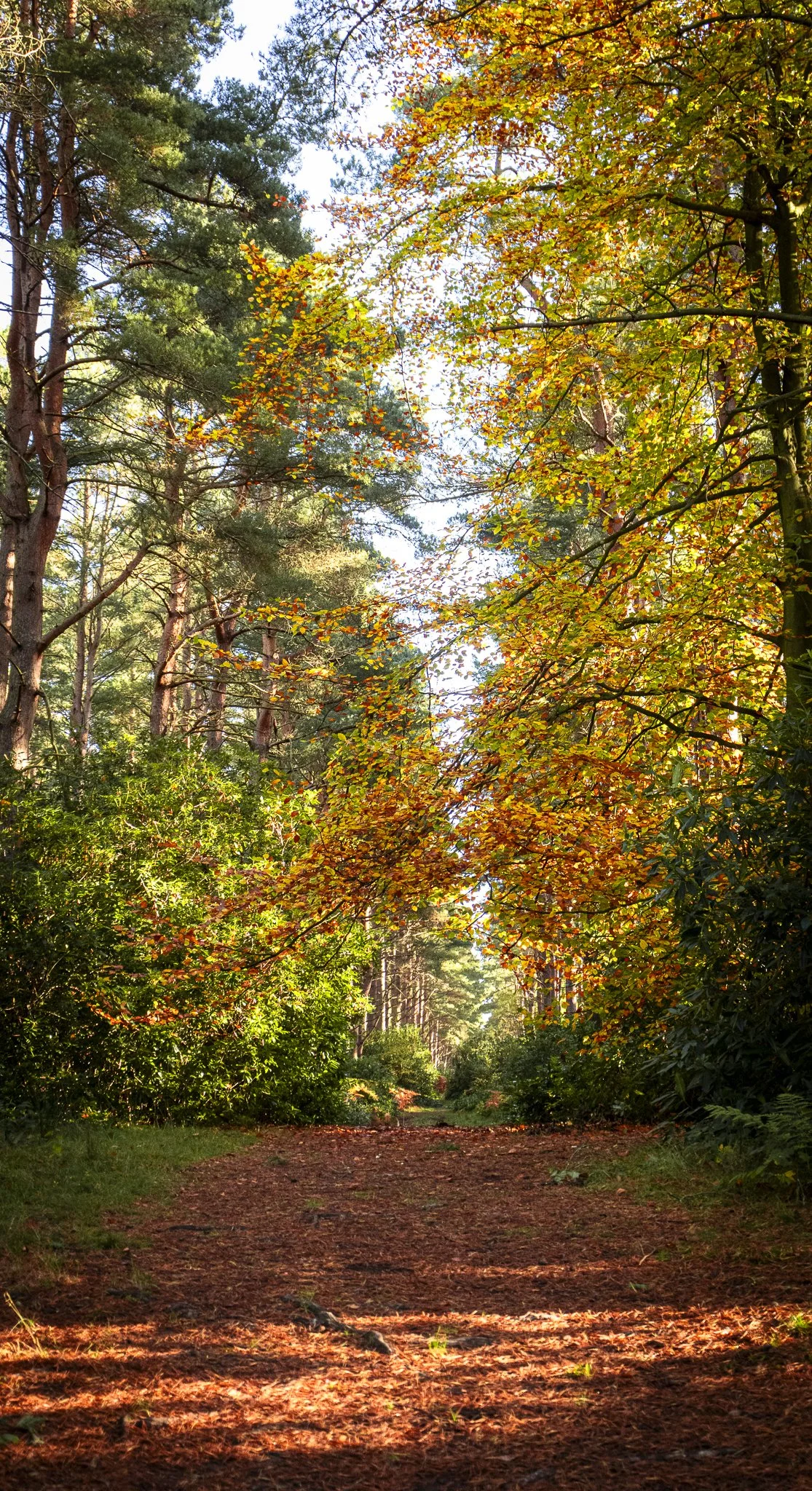 Binning Wood Oct 24_64.jpg