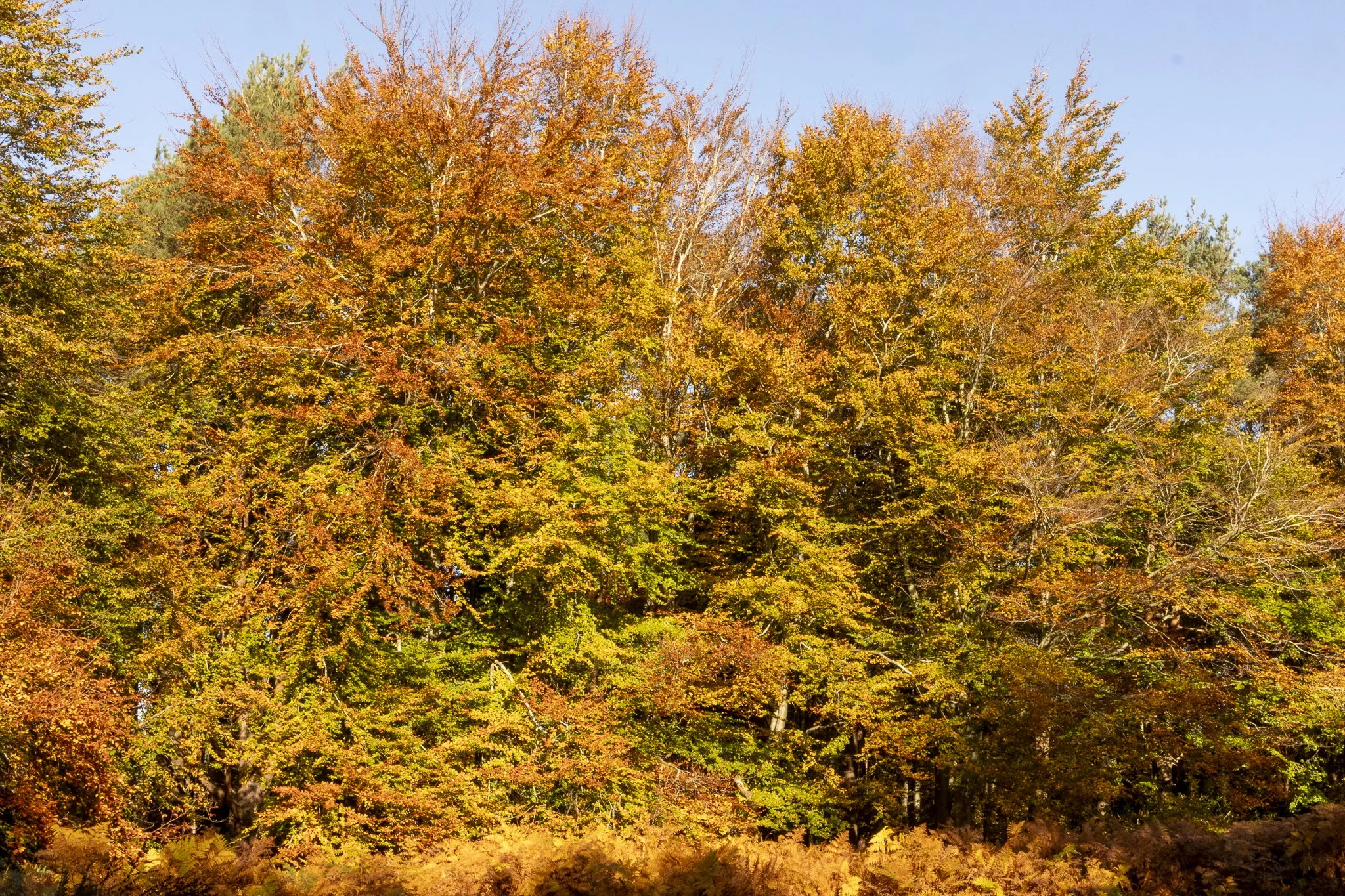 Binning Wood Oct 24_101.jpg