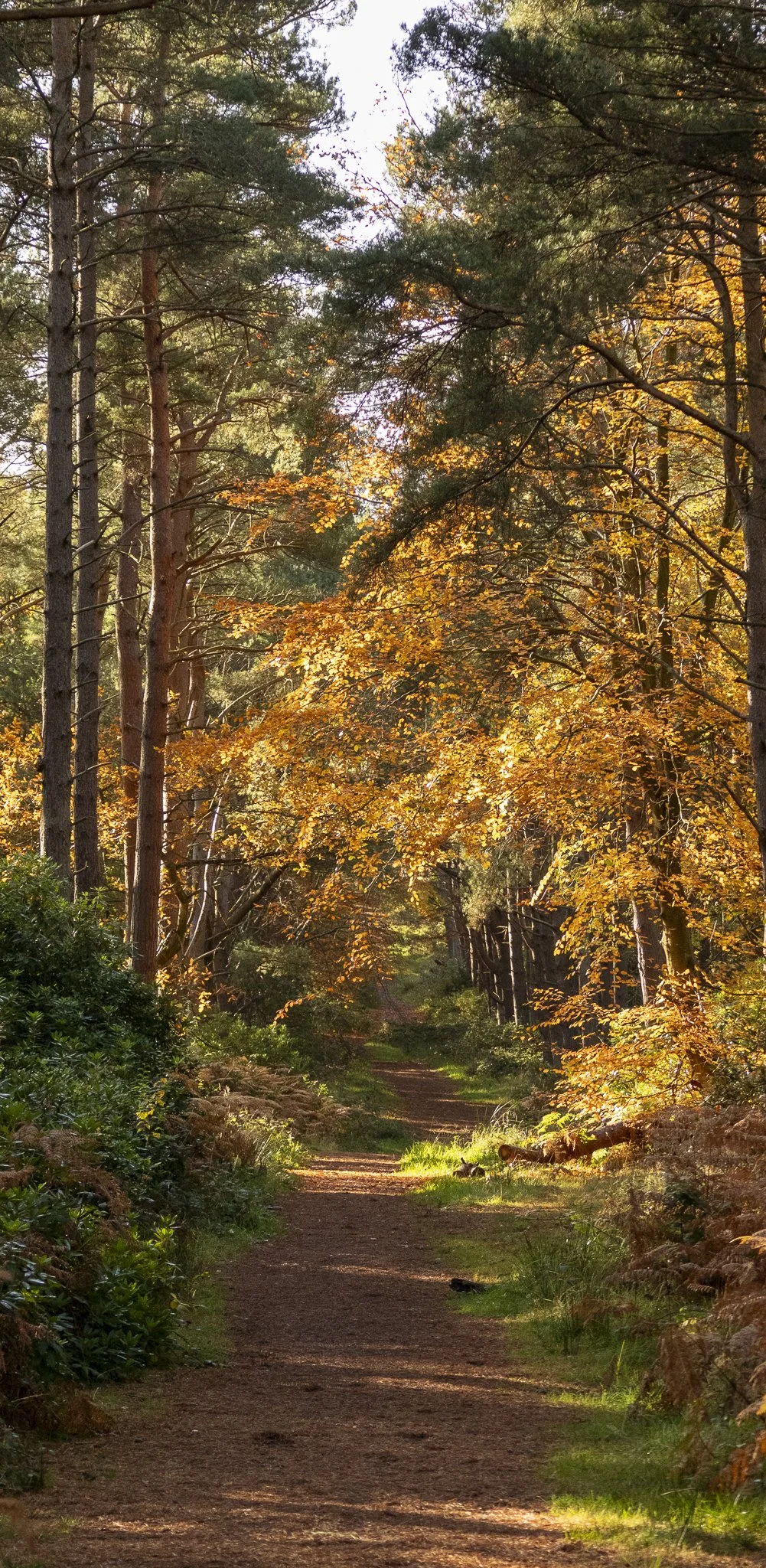 Binning Wood Oct 24_77.jpg