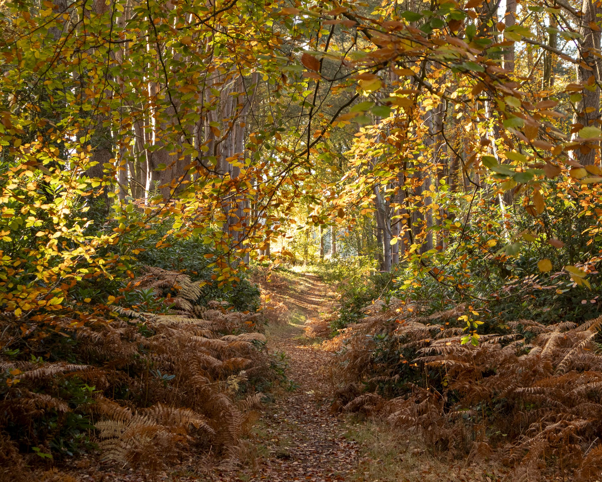 Binning Wood Oct 24_144.jpg