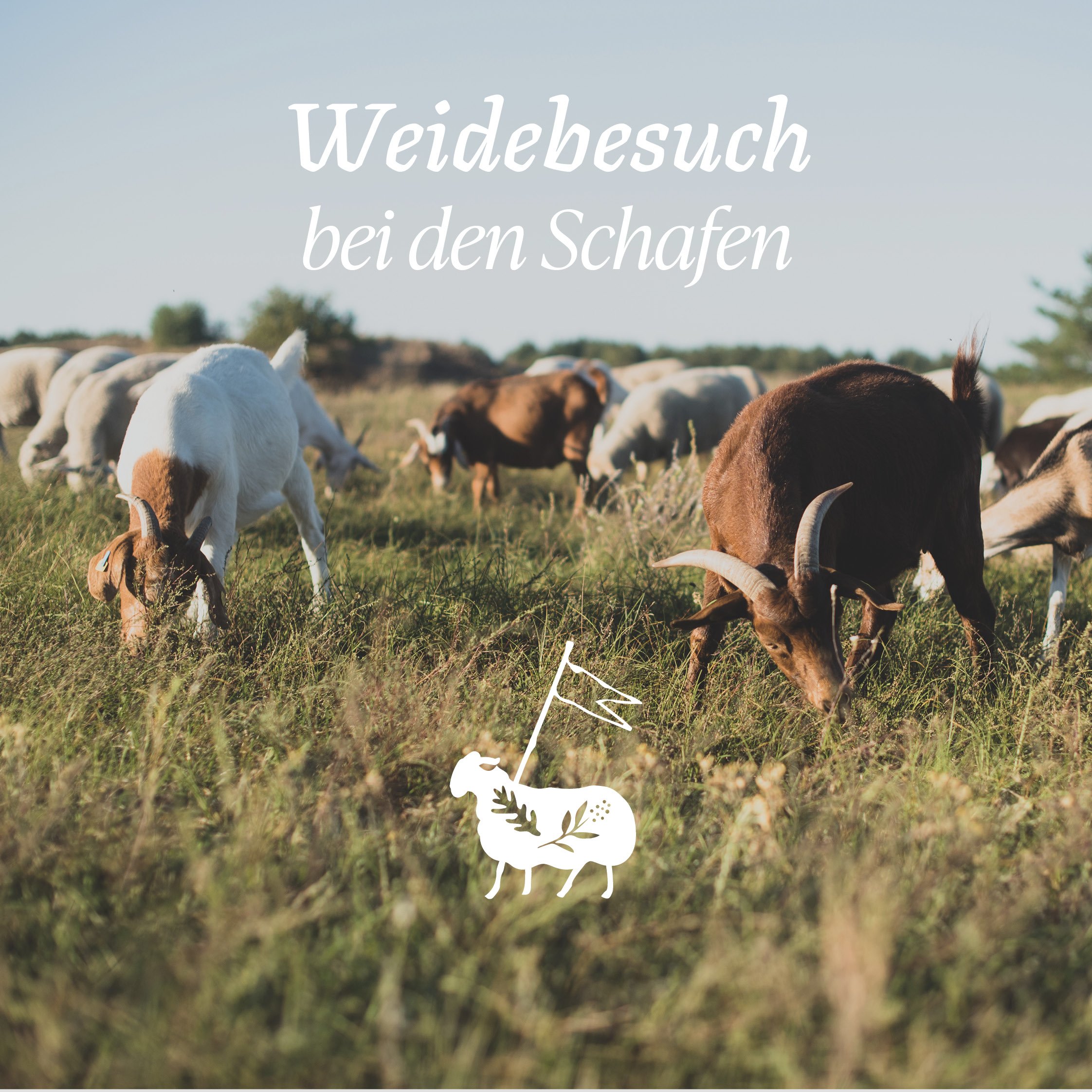 Weidebesuch.jpg