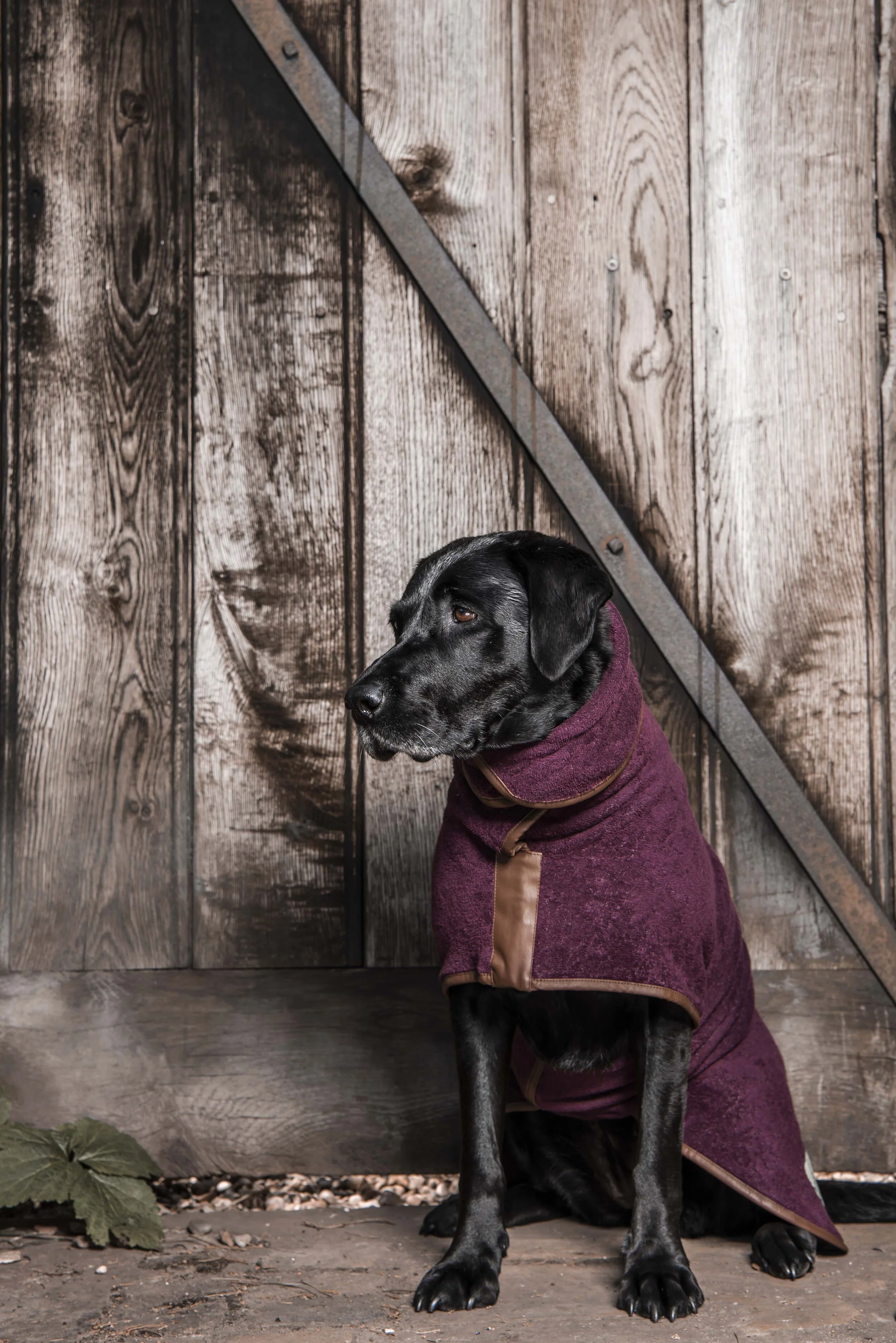 springer spaniel drying coat