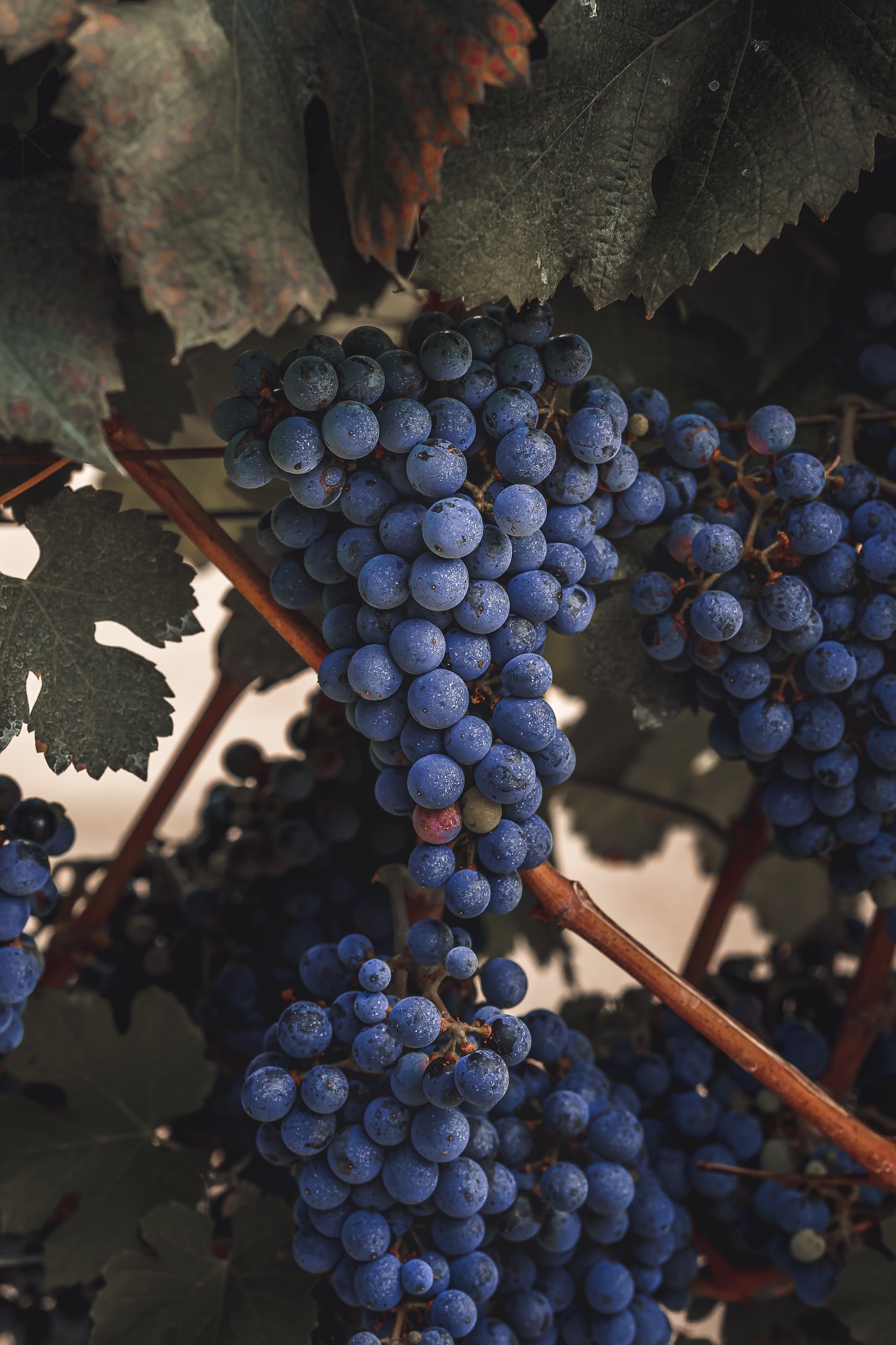 Pinot Noir und Spätburgunder sind zwei Bezeichnungen für die gleiche Rebsorte. Es handelt sich um eine alte Sorte von hoher Qualität – in dieser Hinsicht ist der Spätburgunder unter den Rotweinen das Äquivalent zum Riesling bei den Weissweinen.