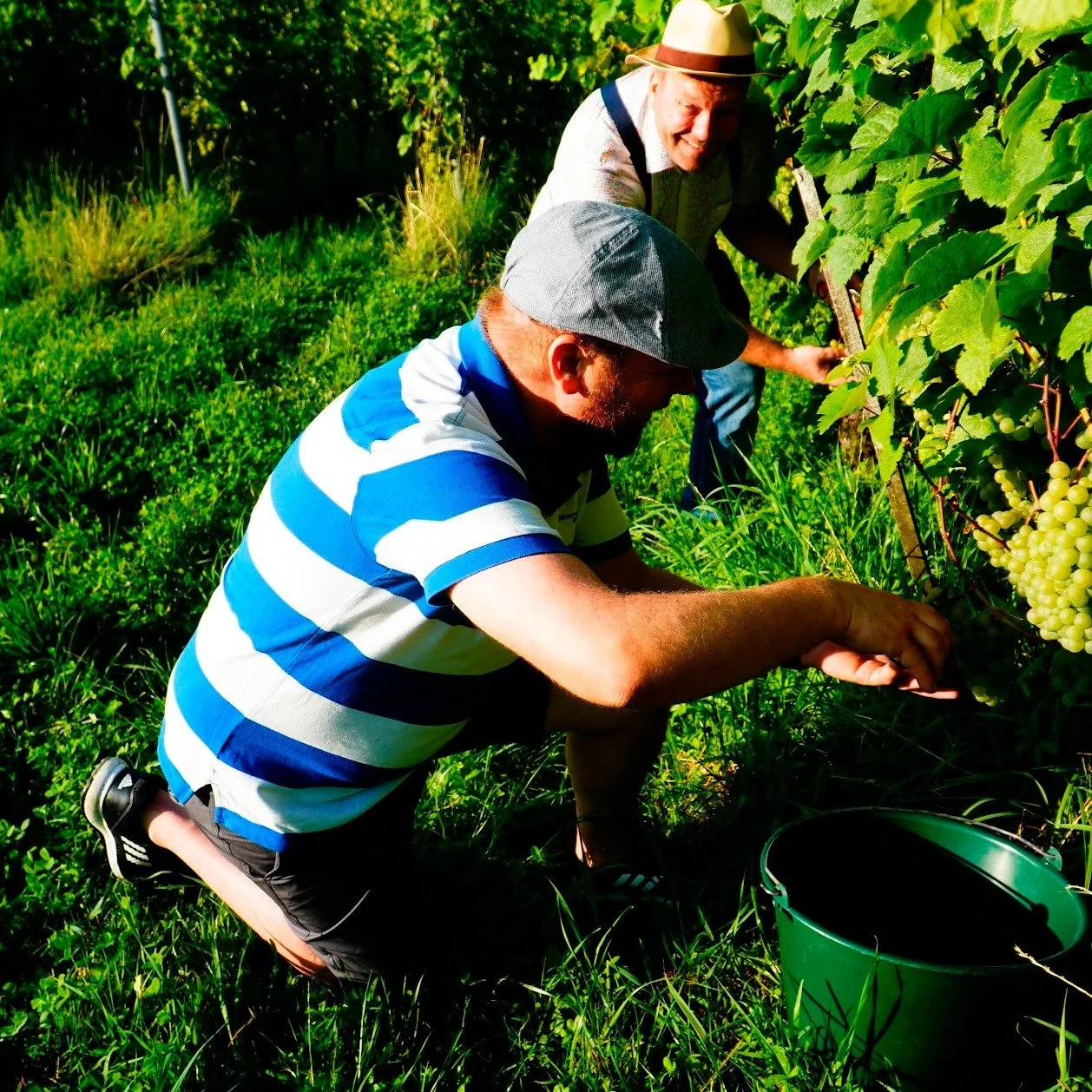 Auf Wildhefen-Fang:
Jedes Jahr lassen wir mehreren sogenannten Ansteller f&uuml;r einige Tage in den Reben, damit sich wilde Hefenst&auml;mm auf dem ersten Traubensaft einrichten k&ouml;nnen. Aus diesen ersten G&auml;rungen w&auml;hlen wir die vielve