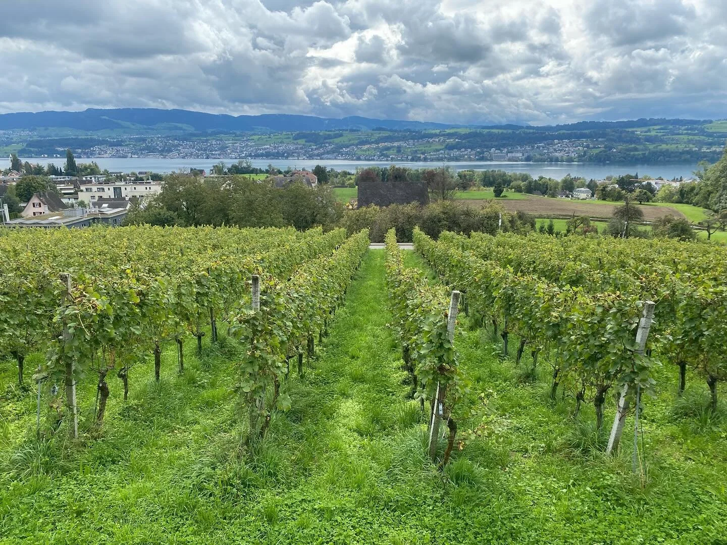 Bald ist die Rebernte vorbei und die ersten JET Weine sind bereits am g&auml;ren&hellip;🍇🍷ein neuer Jahrgang entsteht🤩