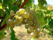 Die weisse Rebe des Sauvignon Blanc gehört zu den sogenannten cépages nobles, den besten und edelsten Rebsorten der Welt. Der Name setzt sich aus den französischen Worten sauvage ("wild") und blanc ("weiß") zusammen.
