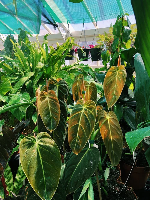 George's Gorgeous Gardens | House and Garden Plants | UK Delivery