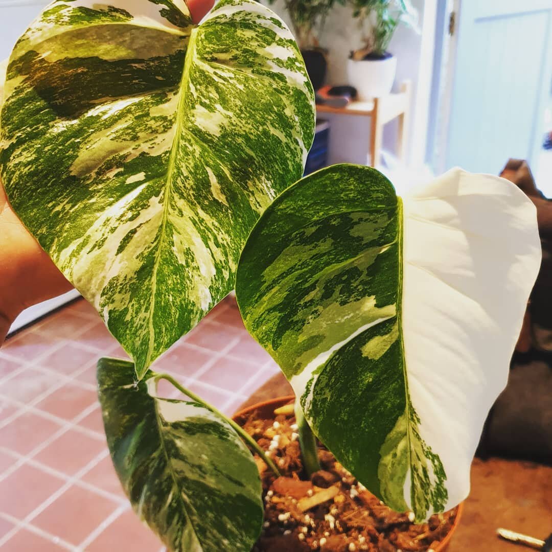 I have one beautiful  half moon leaved Variegated Monstera taken from my mother plant grown in Suffolk for sale today at the plant shop.... 

Plus lots of other beautiful bits and bobs for the garden and home. Open 10am to 4pm...