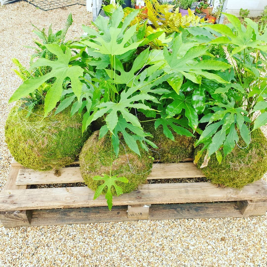 I am feeling kind of sad to see these 10 huge badboy hanging kokedama  i have been making for a client leave the shop today... bound(literally) for London....however I am planning on making some more... 😉

Watch this space...