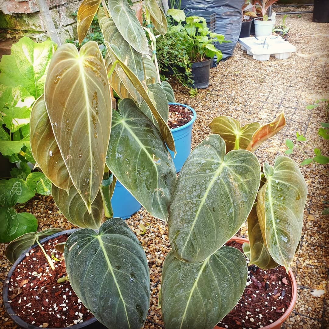 Its giveaway time!
George's Gorgeous Gardens has a discount weekend tomorrow and Sunday. Everything is 15%off.... I also have a huge Philodendron melanochrysum on sale at just &pound;100 ... these plants have 7 leaves or more... plus the person who t