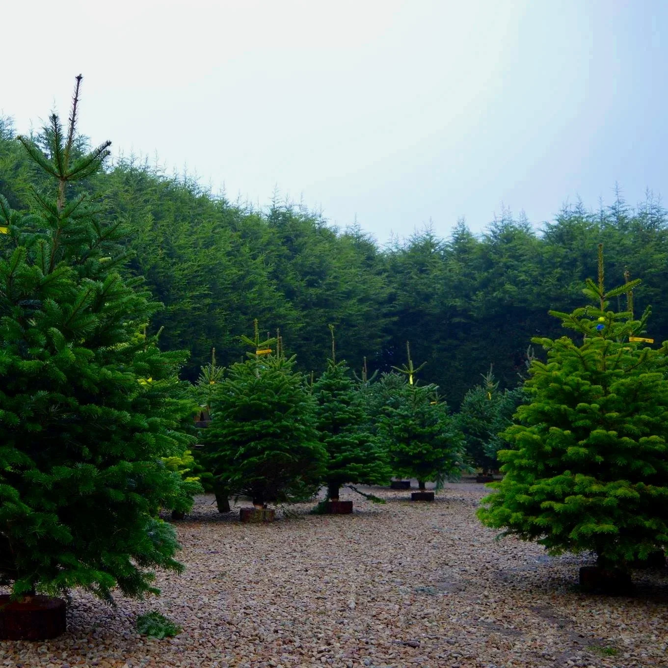 Which one will you take home?