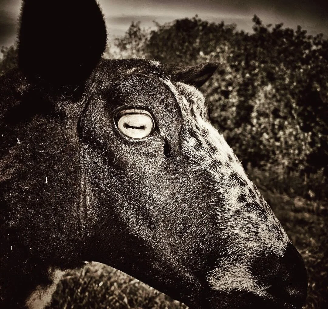 sander-heezen-fotograaf-oog-van-geit-zwart-wit-sepia.jpg