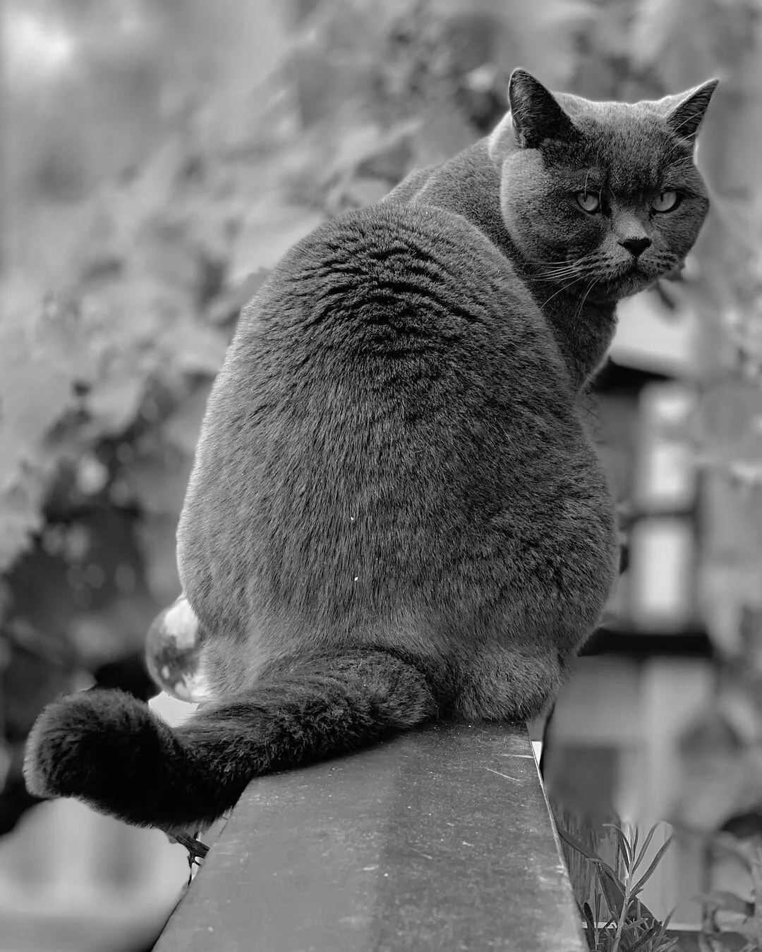 grumpy cat