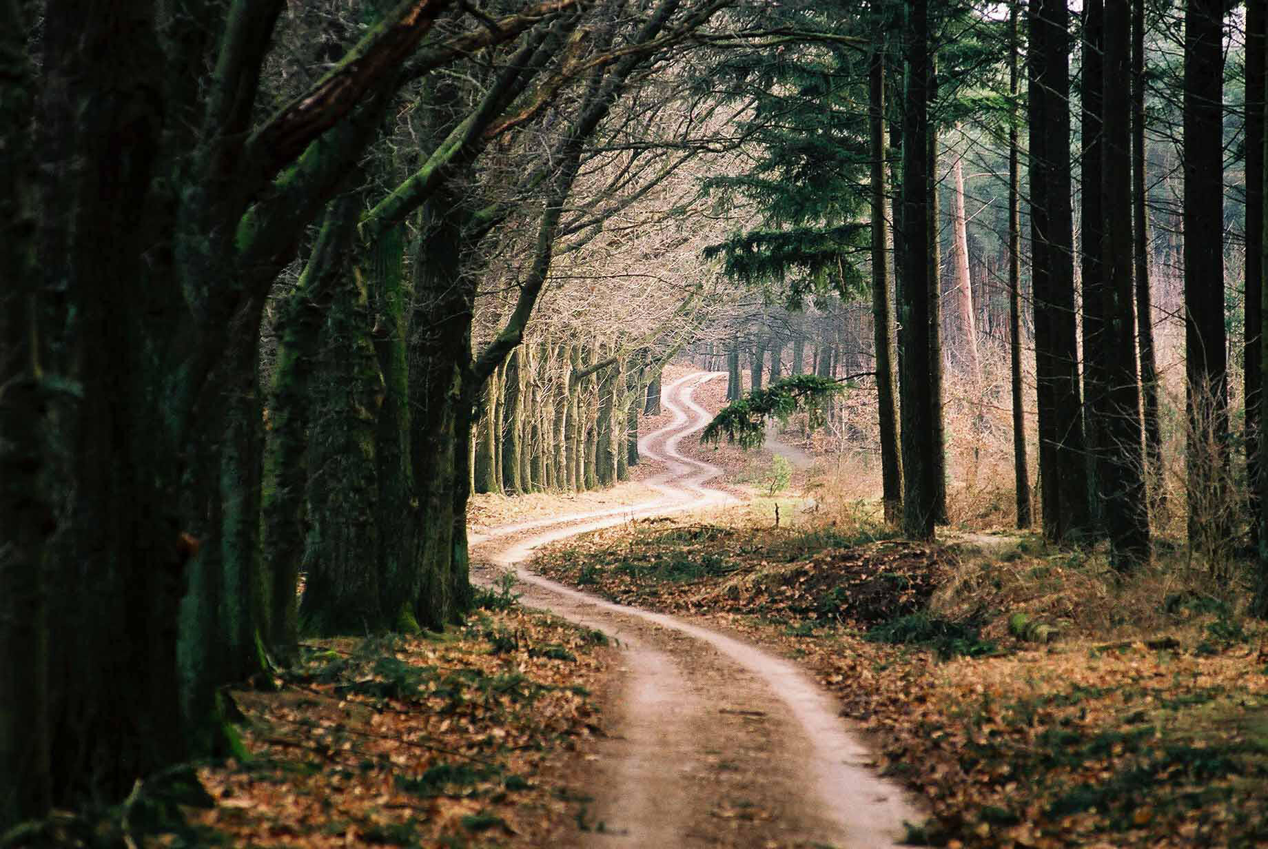 sander-heezen-fotograaf-amsterdam-natuur-bos.jpg