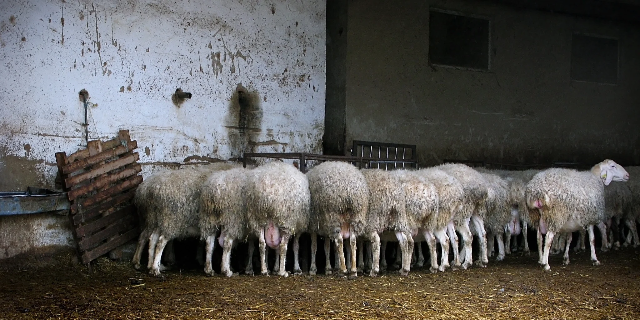 sander-heezen-fotograaf-amsterdam-natuur-schapen.jpg