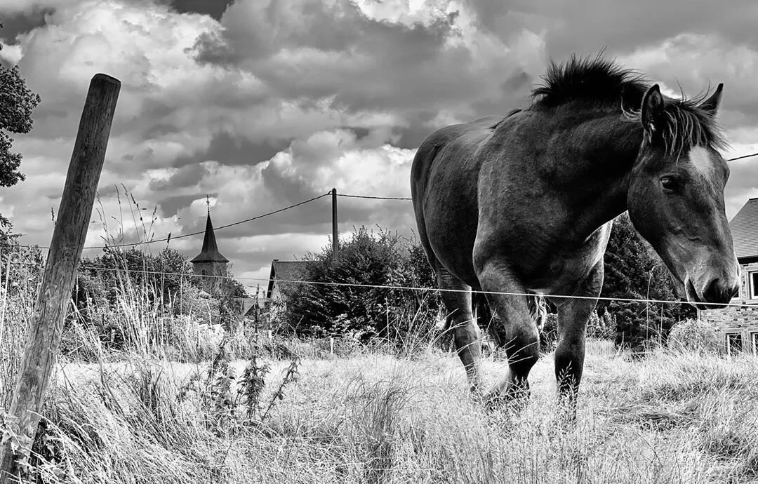 sander-heezen-fotograaf-amsterdam-natuur-paard.jpg