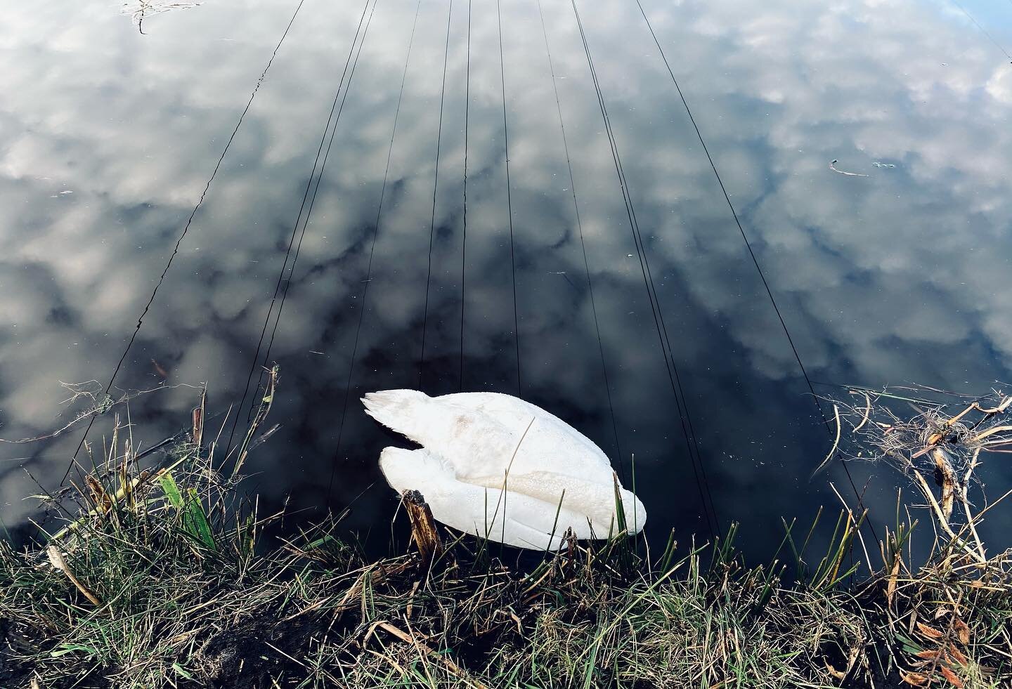 dead swan