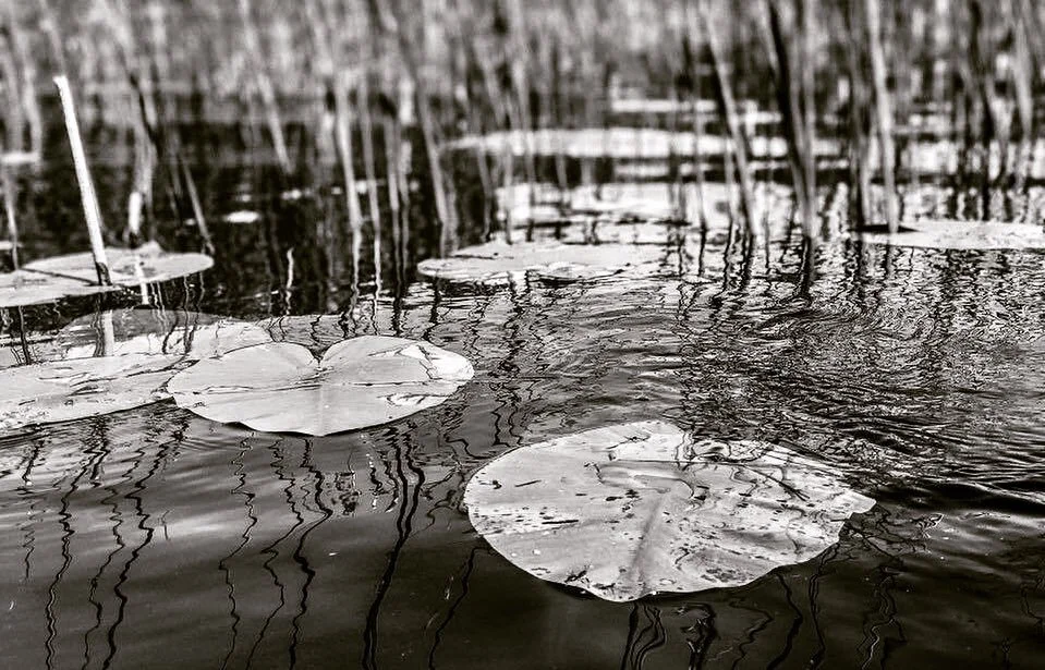 sander-heezen-fotograaf-natuur-waterlelies-zwart-wit.jpg