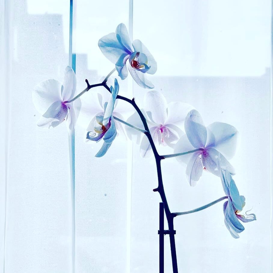 sander-heezen-fotograaf-bloem-orchidee-wit-op-wit.jpg