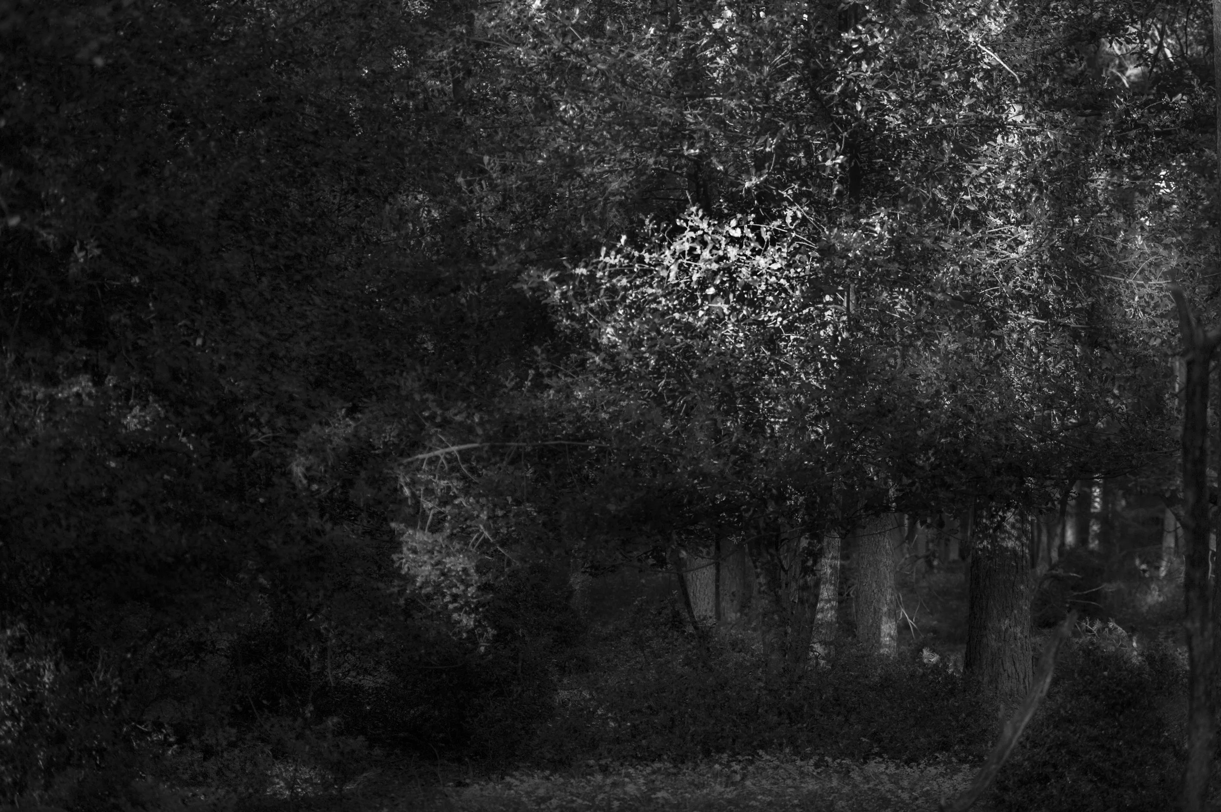 2018_30 september_leuvenumsebos_4166.jpg