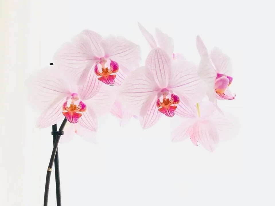 sander-heezen-fotograaf-orchidee-roze-witte-achtergrond.jpg