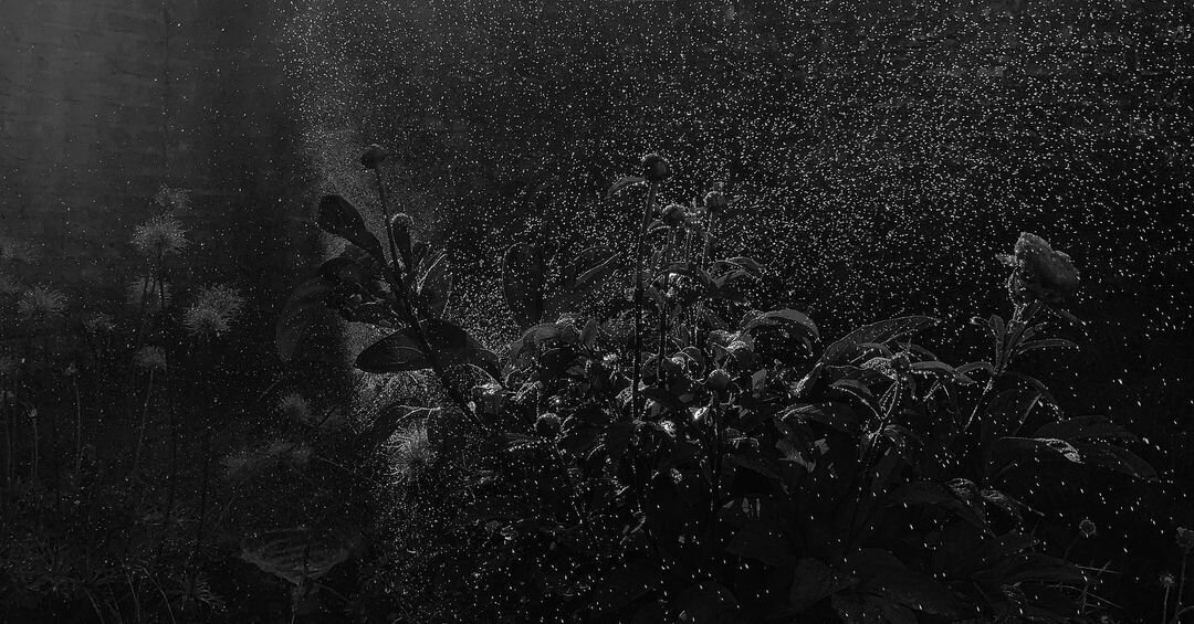 sander-heezen-fotograaf-planten-water-donker-zwart-wit.jpg