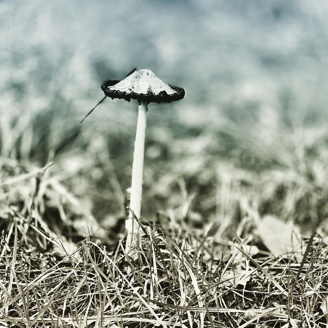 sander-heezen-fotograaf-natuur-inktzwam.jpg