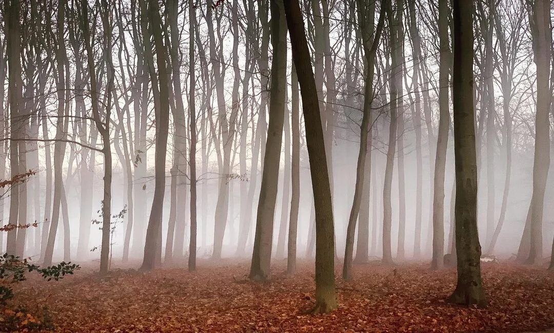 sander-heezen-fotograaf-landschap-bos-mist.jpg