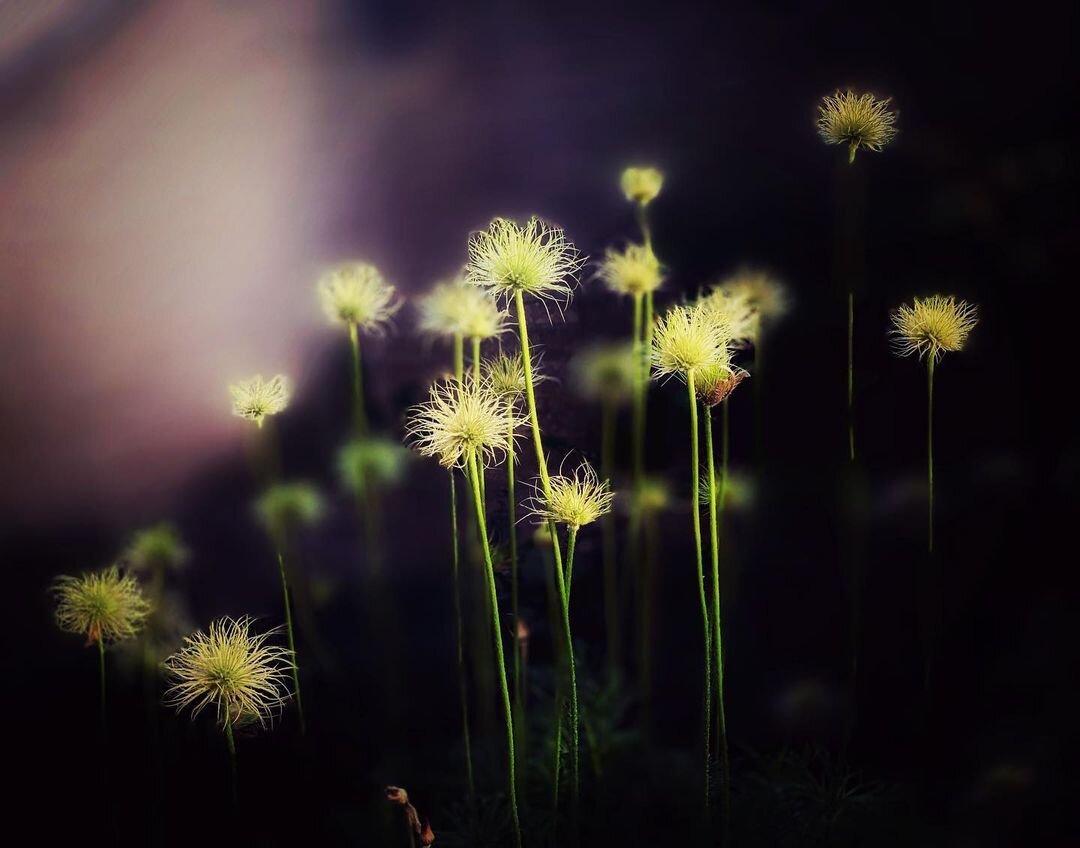 sander-heezen-fotograaf-gele-bloemen-paarse-achtergrond.jpg